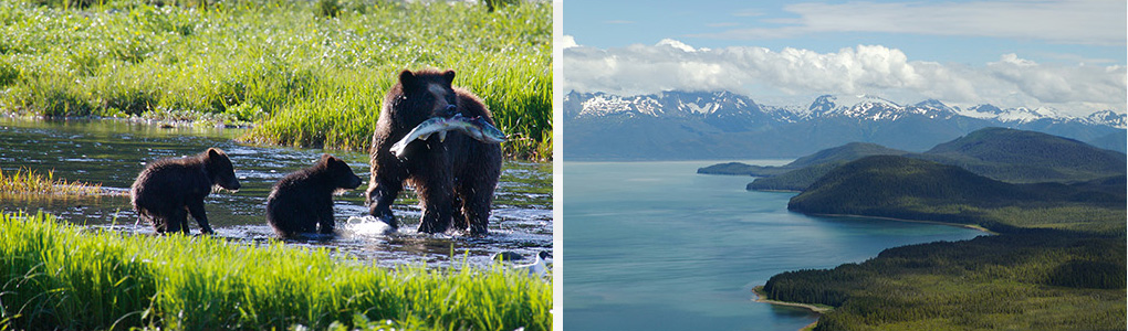 アラスカの大自然と動物たち